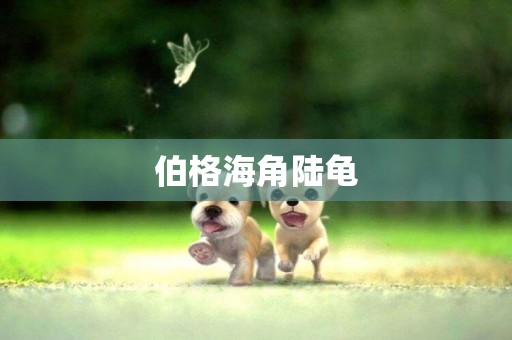 伯格海角陸龜