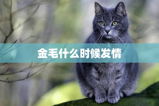 金毛什么時候發情