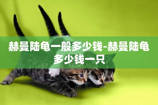 赫曼陸龜一般多少錢-赫曼陸龜多少錢一只