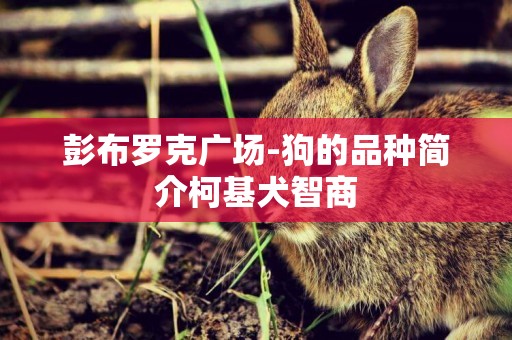 彭布羅克廣場-狗的品種簡介柯基犬智商