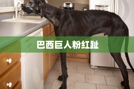 巴西巨人粉紅趾
