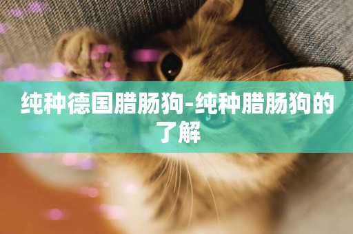 純種德國臘腸狗-純種臘腸狗的了解