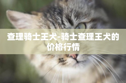 查理騎士王犬-騎士查理王犬的價格行情