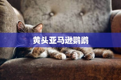 黃頭亞馬遜鸚鵡
