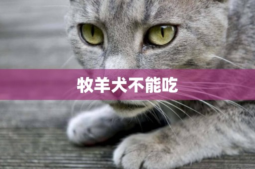 牧羊犬不能吃