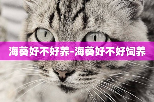 海葵好不好養-海葵好不好飼養