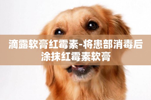滴露軟膏紅霉素-將患部消毒后涂抹紅霉素軟膏