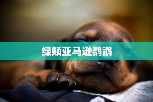 綠頰亞馬遜鸚鵡