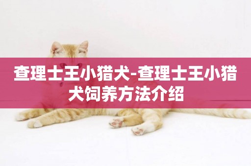 查理士王小獵犬-查理士王小獵犬飼養方法介紹
