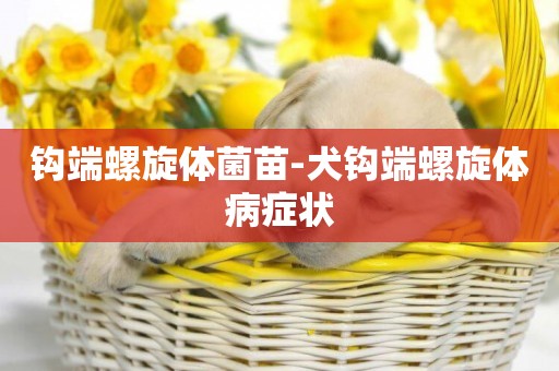 鉤端螺旋體菌苗-犬鉤端螺旋體病癥狀