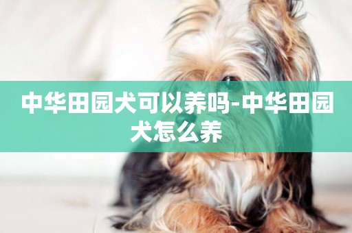 中華田園犬可以養嗎-中華田園犬怎么養