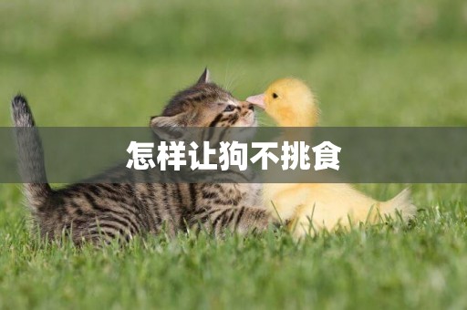 怎樣讓狗不挑食