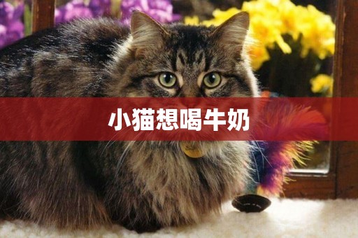 小貓想喝牛奶