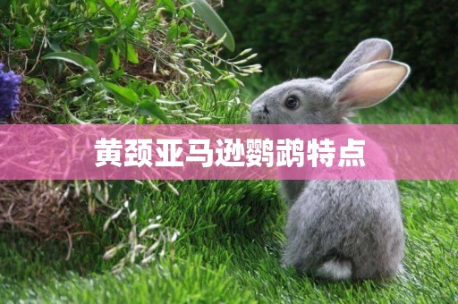 黃頸亞馬遜鸚鵡特點