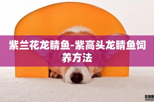 紫蘭花龍睛魚-紫高頭龍睛魚飼養方法