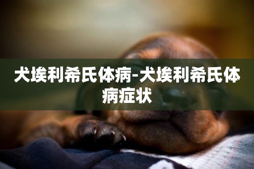犬埃利希氏體病-犬埃利希氏體病癥狀