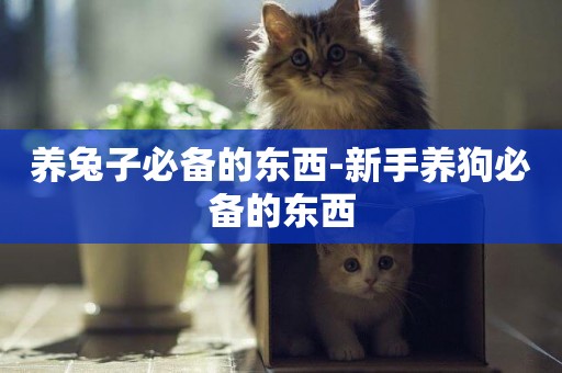 養兔子必備的東西-新手養狗必備的東西