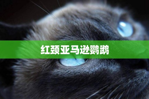 紅頸亞馬遜鸚鵡