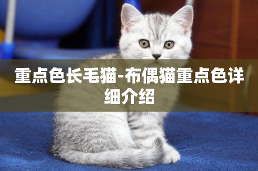 重點色長毛貓-布偶貓重點色詳細介紹