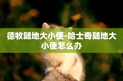 德牧隨地大小便-哈士奇隨地大小便怎么辦