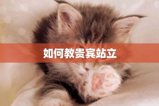 如何教貴賓站立