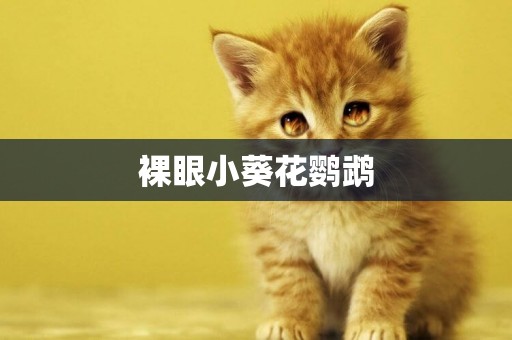 裸眼小葵花鸚鵡
