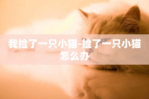 我撿了一只小貓-撿了一只小貓怎么辦