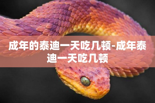 成年的泰迪一天吃幾頓-成年泰迪一天吃幾頓