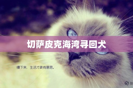 切薩皮克海灣尋回犬
