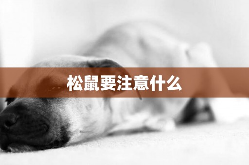 松鼠要注意什么