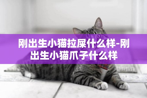 剛出生小貓拉屎什么樣-剛出生小貓爪子什么樣