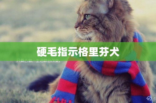 硬毛指示格里芬犬