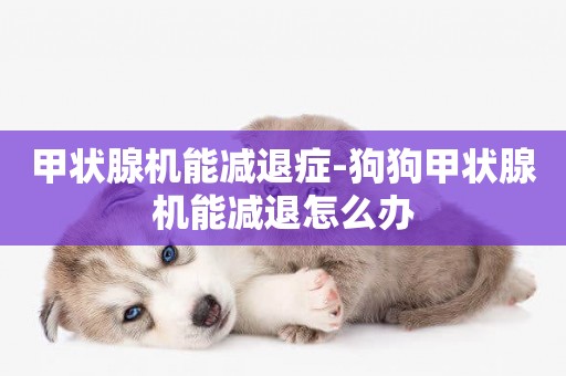 甲狀腺機能減退癥-狗狗甲狀腺機能減退怎么辦