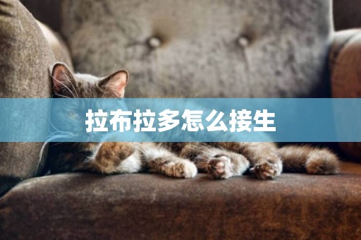 拉布拉多怎么接生