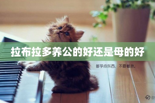 拉布拉多養公的好還是母的好