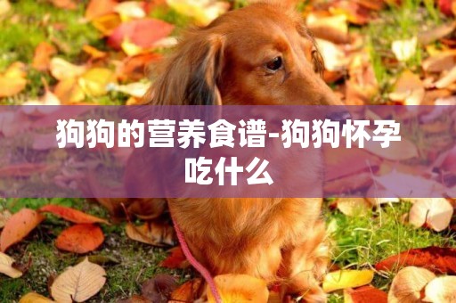 狗狗的營養食譜-狗狗懷孕吃什么