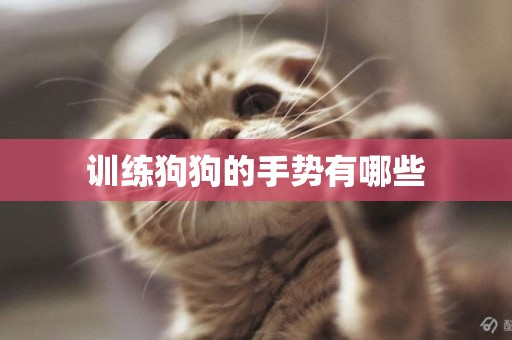 訓練狗狗的手勢有哪些