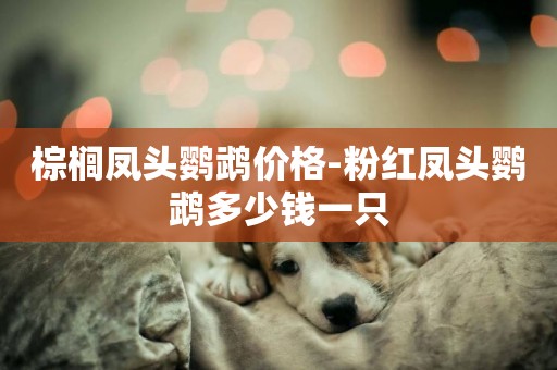 棕櫚鳳頭鸚鵡價格-粉紅鳳頭鸚鵡多少錢一只