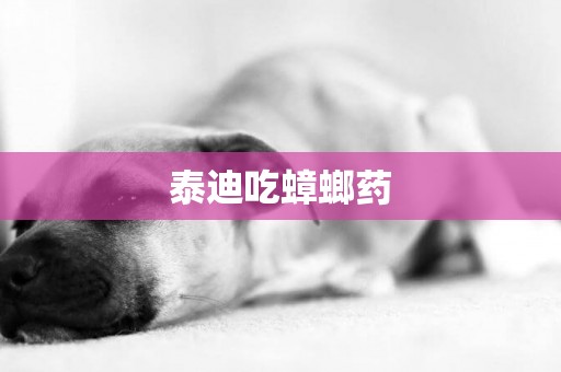 泰迪吃蟑螂藥