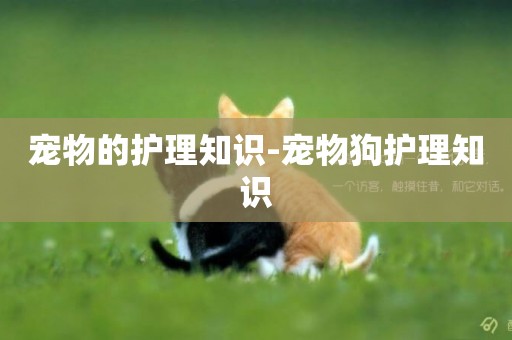 寵物的護理知識-寵物狗護理知識