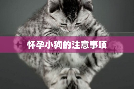懷孕小狗的注意事項