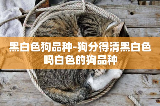 黑白色狗品種-狗分得清黑白色嗎白色的狗品種
