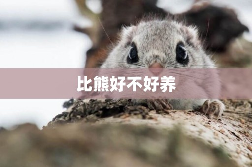 比熊好不好養
