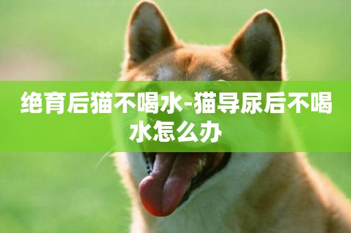 絕育后貓不喝水-貓導尿后不喝水怎么辦