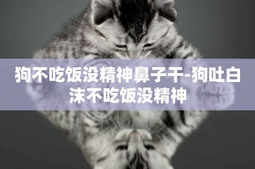 狗不吃飯沒精神鼻子干-狗吐白沫不吃飯沒精神
