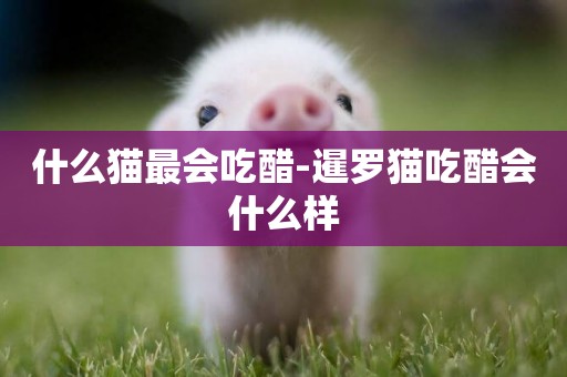 什么貓最會吃醋-暹羅貓吃醋會什么樣