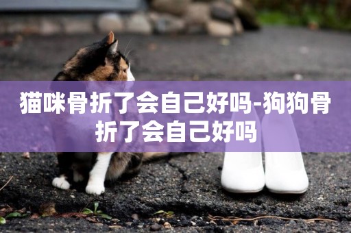 貓咪骨折了會自己好嗎-狗狗骨折了會自己好嗎