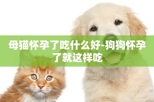 母貓懷孕了吃什么好-狗狗懷孕了就這樣吃