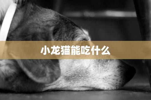 小龍貓能吃什么