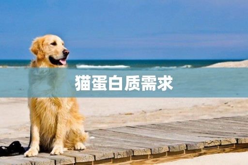 貓蛋白質需求